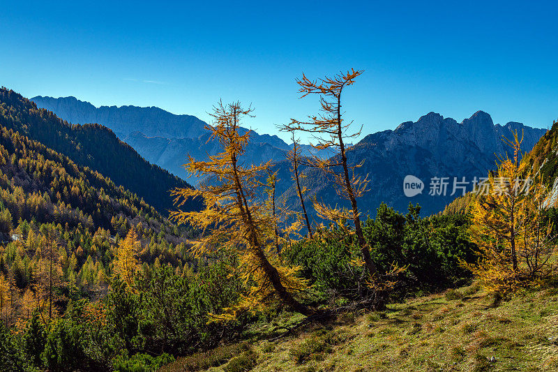 秋天的森林和山脉，Prisojnik, Vršič， Gorenjska，朱利安阿尔卑斯山，斯洛文尼亚，欧洲